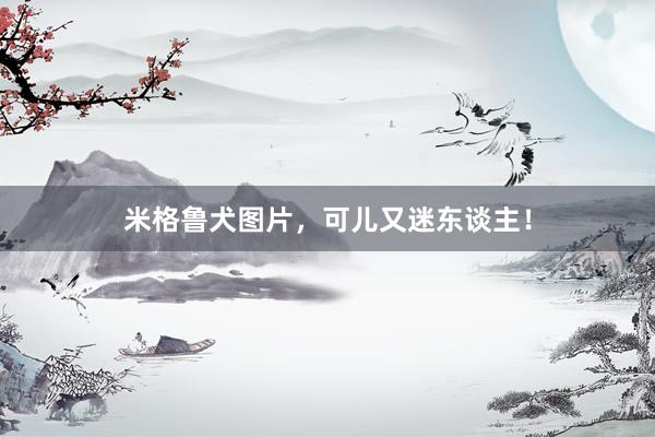 米格鲁犬图片，可儿又迷东谈主！